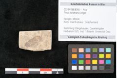 Foto (Objekt + Etikett) von Pinus holothana Unger (NHMW-GEO-2024-0188-8080)